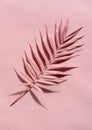 Pink palm twig