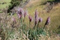 Pink Pampas Grass growing wild in New Zealand