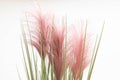 Pink Pampas Grass or Cortaderia on white background