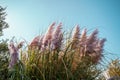 Pink pampas grass