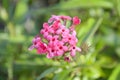 Pink Panama rose flower in nature garden Royalty Free Stock Photo