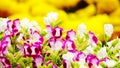 Pink pansy disambiguation garden flower Royalty Free Stock Photo