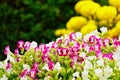 Pink pansy disambiguation garden flower Royalty Free Stock Photo