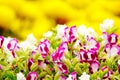 Pink pansy disambiguation garden flower Royalty Free Stock Photo