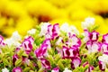 Pink pansy disambiguation garden flower Royalty Free Stock Photo