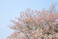 Pink Pantip blossom Royalty Free Stock Photo