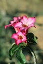 Paper blossom or pink azalea Impala Lily flower purple with bushy beautiful on soft and blur background Royalty Free Stock Photo