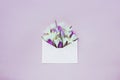 Pink paper envelope with crocuses, lilac background. Top view, flat lay, copy space. Spring concept Royalty Free Stock Photo