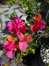 pink paper flower or is a type of flower & x27;Bougainvillea glabra& x27; which has an irregular stem shape.
