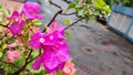 pink paper flowers, bougainvillea, natural beauty, flowers