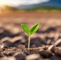 seedling growth that grows from the cracked ground Royalty Free Stock Photo