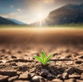 seedling growth Planting young seedlings Royalty Free Stock Photo