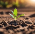 seedling growth Planting young seedlings Royalty Free Stock Photo