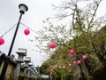 Pink paper lanterns hung on the trees for cherry blossom festival at Yakuoji