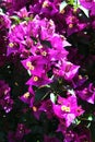 Pink paperflowers, or Bougainvillea glabra flowers in a garden