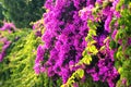 Pink paperflowers, or Bougainvillea glabra flowers in a garden