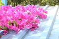 Pink paperflowers on the roof