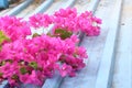 Pink paperflowers on the roof