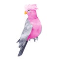 Pink parrot galah bird isolated on white background. Australian tropic cockatoo hand drawn illustration