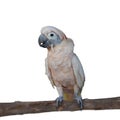 A pink parrot isolated on white. Royalty Free Stock Photo