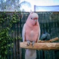 Pink parrot wildlife Park