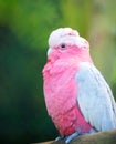 Pink parrot at zoo over green background looking aside