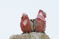 Pink Parrots, Australia Royalty Free Stock Photo