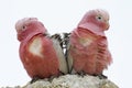 Pink Parrots, Australia Royalty Free Stock Photo