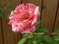 Pink particoloured rose against wood