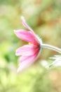 Pink Pasque flower Pulsatilla, Anemone in spring sunlight