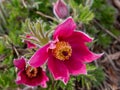 Pink pasque flower, pulsatilla in spring