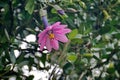 Pink passion flower on a vine