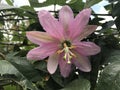 Pink passion fruit flower