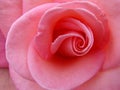 Pink Passion Swirl Rose