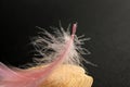 Pink pastel fluffy feather on a black background. Fragile wallpaper. Pattern