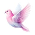 pink pastel pigeon bird watercolor paint for card decor