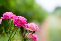 Pink pastel roses in field Royalty Free Stock Photo