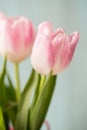 Pink Pastel Tulip on Blue Background