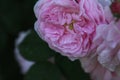 Pink pastele color flower and layered petals of  the  cabbage ros Royalty Free Stock Photo