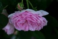 Pink pastele color flower and layered petals of  the  cabbage ros Royalty Free Stock Photo