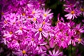 Pink patch of flowers in a field