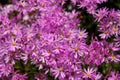 Pink patch of flowers in a field