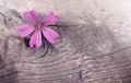 pink patterned geranium bloom on rough weathered wood Royalty Free Stock Photo