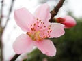 pink peach blossom Royalty Free Stock Photo