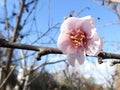 Pink peach blossom in autumn