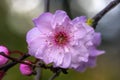 Pink Peach Blossom Blooming Macro Washington