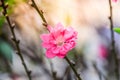 Pink peach blossom - Close up of pink flower on the branches on blurred nature background Royalty Free Stock Photo