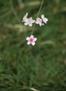 Pink peach blossom