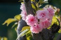 Pink peach blossom.