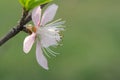 Peach blossom Royalty Free Stock Photo